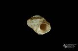 珠螺（編目號 ：A0070-37）英文名：Lunella coronata拉丁學名：Lunella coronata中文俗名：蠑螺英文俗名：Coronate Moon Turban同種異名： coreensis Recluz  1853 