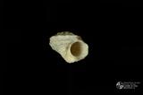 珠螺（編目號 ：A0070-38）英文名：Lunella coronata拉丁學名：Lunella coronata中文俗名：蠑螺英文俗名：Coronate Moon Turban同種異名： coreensis Recluz  1853 