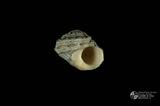 珠螺（編目號 ：A0070-39）英文名：Lunella coronata拉丁學名：Lunella coronata中文俗名：蠑螺英文俗名：Coronate Moon Turban同種異名： coreensis Recluz  1853 