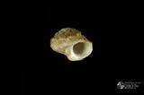 珠螺（編目號 ：A0070-41）英文名：Lunella coronata拉丁學名：Lunella coronata中文俗名：蠑螺英文俗名：Coronate Moon Turban同種異名： coreensis Recluz  1853 