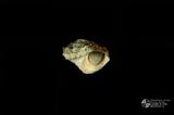 珠螺（編目號 ：A0070-47）英文名：Lunella coronata拉丁學名：Lunella coronata中文俗名：蠑螺英文俗名：Coronate Moon Turban同種異名： coreensis Recluz  1853 