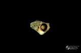 珠螺（編目號 ：A0070-49）英文名：Lunella coronata拉丁學名：Lunella coronata中文俗名：蠑螺英文俗名：Coronate Moon Turban同種異名： coreensis Recluz  1853 