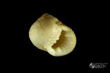 白肋蜑螺（編目號 ：C0053-01）英文名：Nerita plicata拉丁學名：Nerita plicata