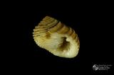 白肋蜑螺（編目號 ：C0053-02）英文名：Nerita plicata拉丁學名：Nerita plicata
