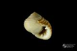 白肋蜑螺（編目號 ：C0053-04）英文名：Nerita plicata拉丁學名：Nerita plicata