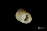 白肋蜑螺（編目號 ：C0053-06）英文名：Nerita plicata拉丁學名：Nerita plicata