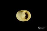 白肋蜑螺（編目號 ：C0053-07）英文名：Nerita plicata拉丁學名：Nerita plicata