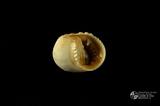 白肋蜑螺（編目號 ：C0053-09）英文名：Nerita plicata拉丁學名：Nerita plicata