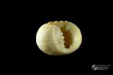 白肋蜑螺（編目號 ：C0053-11）英文名：Nerita plicata拉丁學名：Nerita plicata
