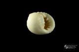 白肋蜑螺（編目號 ：C0053-12）英文名：Nerita plicata拉丁學名：Nerita plicata