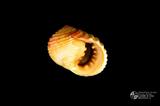 白肋蜑螺（編目號 ：C0053-13）英文名：Nerita plicata拉丁學名：Nerita plicata