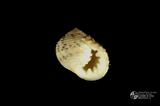 白肋蜑螺（編目號 ：C0053-15）英文名：Nerita plicata拉丁學名：Nerita plicata