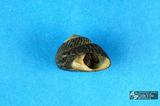 黑鐘螺（編目號 ：C0071-4）英文名：Tegula argyrostoma拉丁學名：Tegula argyrostoma