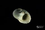黑肋蜑螺（編目號 ：C0488）英文名：Nerita lineata拉丁學名：Nerita lineata