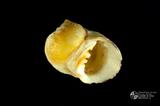 血齒蜑螺（編目號 ：C0491-1）英文名：Nesita peloranta拉丁學名：Nesita peloranta英文俗名：Bleeding tooth Nerite