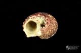 棘冠螺（編目號 ：C0511-6）英文名：Angaria delphinus拉丁學名：Angaria delphinus