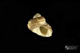 龍骨鐘螺（編目號 ：C0519-1）英文名：Euchelus quadricarinatus拉丁學名：Euchelus quadricarinatus