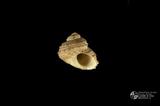 龍骨鐘螺（編目號 ：C0519-3）英文名：Euchelus quadricarinatus拉丁學名：Euchelus quadricarinatus