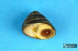 素面黑鐘螺（編目號 ：C0543-1）英文名：Tegula xanthostigma拉丁學名：Tegula xanthostigma同種異名： nigricolor Dunker  1860 