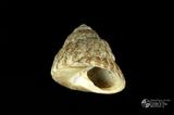 粗瘤黑鐘螺（編目號 ：C0562-1）英文名：Omphalius rusticus拉丁學名：Omphalius rusticus