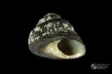 臍孔黑鐘螺（編目號 ：C0563-1）英文名：Omphalius nigerrima拉丁學名：Omphalius nigerrima