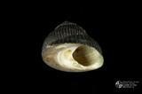 臍孔黑鐘螺（編目號 ：C0563-2）英文名：Omphalius nigerrima拉丁學名：Omphalius nigerrima