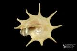 星螺（編目號 ：D0021-1）英文名：Guildfordia triumphans拉丁學名：Guildfordia triumphans
