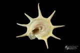 星螺（編目號 ：D0021-3）英文名：Guildfordia triumphans拉丁學名：Guildfordia triumphans