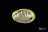 九孔（編目號 ：D0025-5）英文名：Haliotis diversicolor拉丁學名：Haliotis diversicolor中文俗名：九孔、雜色鮑、石決明英文俗名：Abalone、Ormer、Sea ear同種異名： aquatilis Reeve  1846; gruneri Philippi  1848; sup 