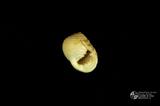白肋蜑螺（編目號 ：E1256）英文名：Nerita plicata拉丁學名：Nerita plicata