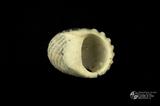 黑肋蜑螺（編目號 ：F0732）英文名：Nerita exuvia拉丁學名：Nerita exuvia