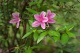Rhododendron kanehirai Wilson 烏來杜鵑