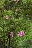 Rhododendron kanehirai Wilson 烏來杜鵑