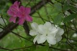 Rhododendron pulchrum Sweet vY
