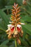 Alpinia kusshakuensis Hayata }ؤ