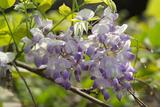 Wisteria sinensis (Sims.) Sweet. 紫藤