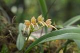 Bulbophyllum umbellatum Lindl. 繖形捲瓣蘭