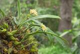 Bulbophyllum umbellatum Lindl. oαä
