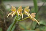 Bulbophyllum umbellatum Lindl. 繖形捲瓣蘭