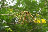 Tabebuia obtusifolia (Cham.) Bureau 򭷹a