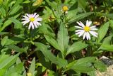 Aster indicus L. z