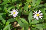 Aster indicus L. z