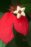 Mussaenda erythrophylla Schumach & Thonn. ɸ