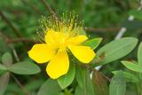 Hypericum monogynum L. 