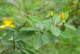 Hypericum monogynum L. 