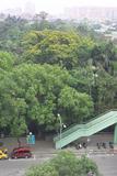 Pterocarpus vidalianus Roxb. 菲律賓紫檀