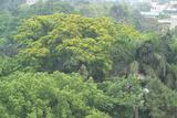 Pterocarpus vidalianus Roxb. 菲律賓紫檀