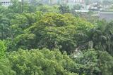 Pterocarpus vidali...