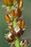 Dyckia brevifolia ...