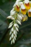 Alpinia zerumbet (Pers.) Burtt & Smith 